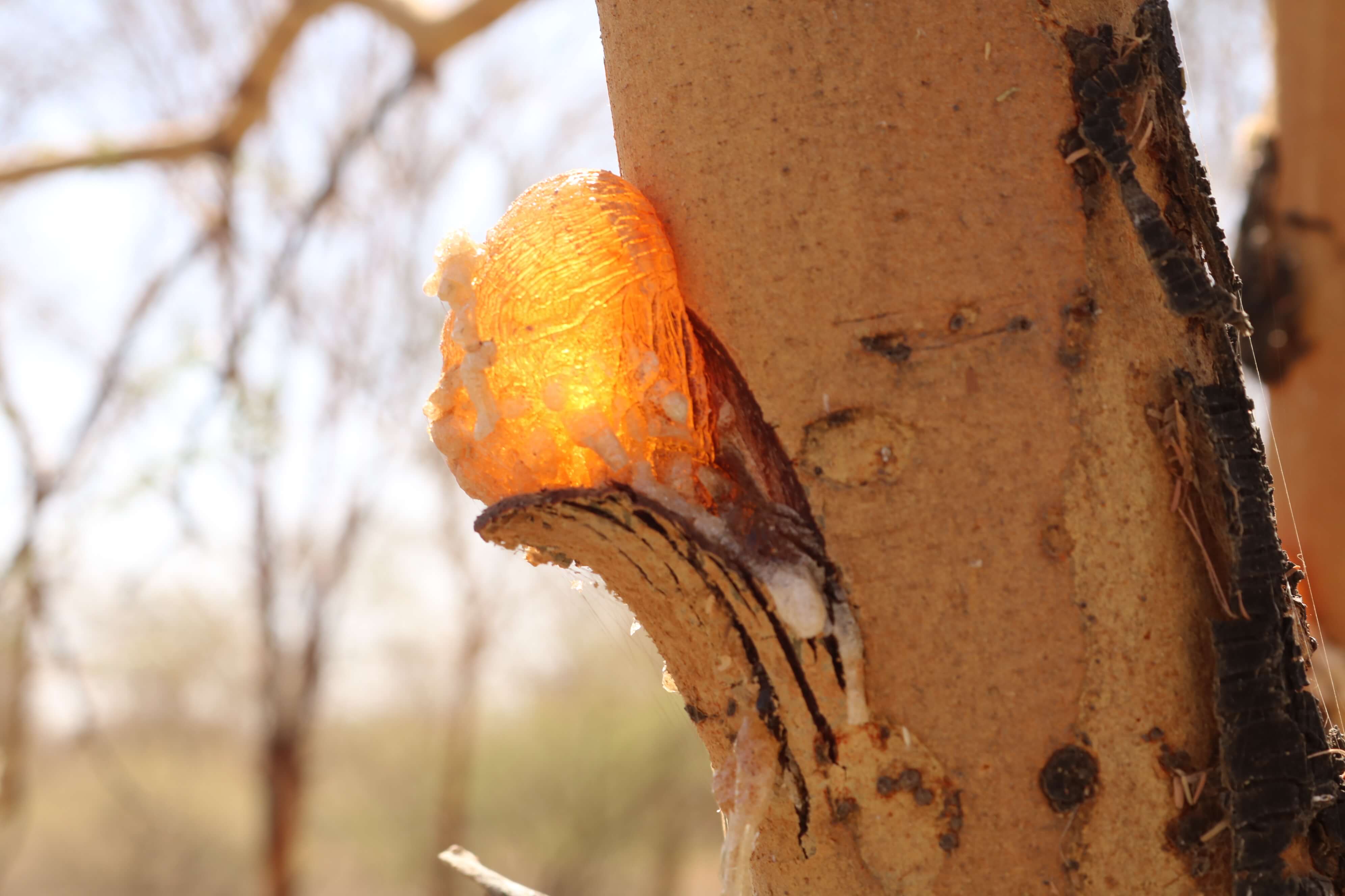 Gum Arabic product