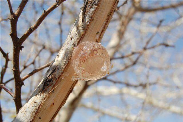 Gum Arabic harvesting