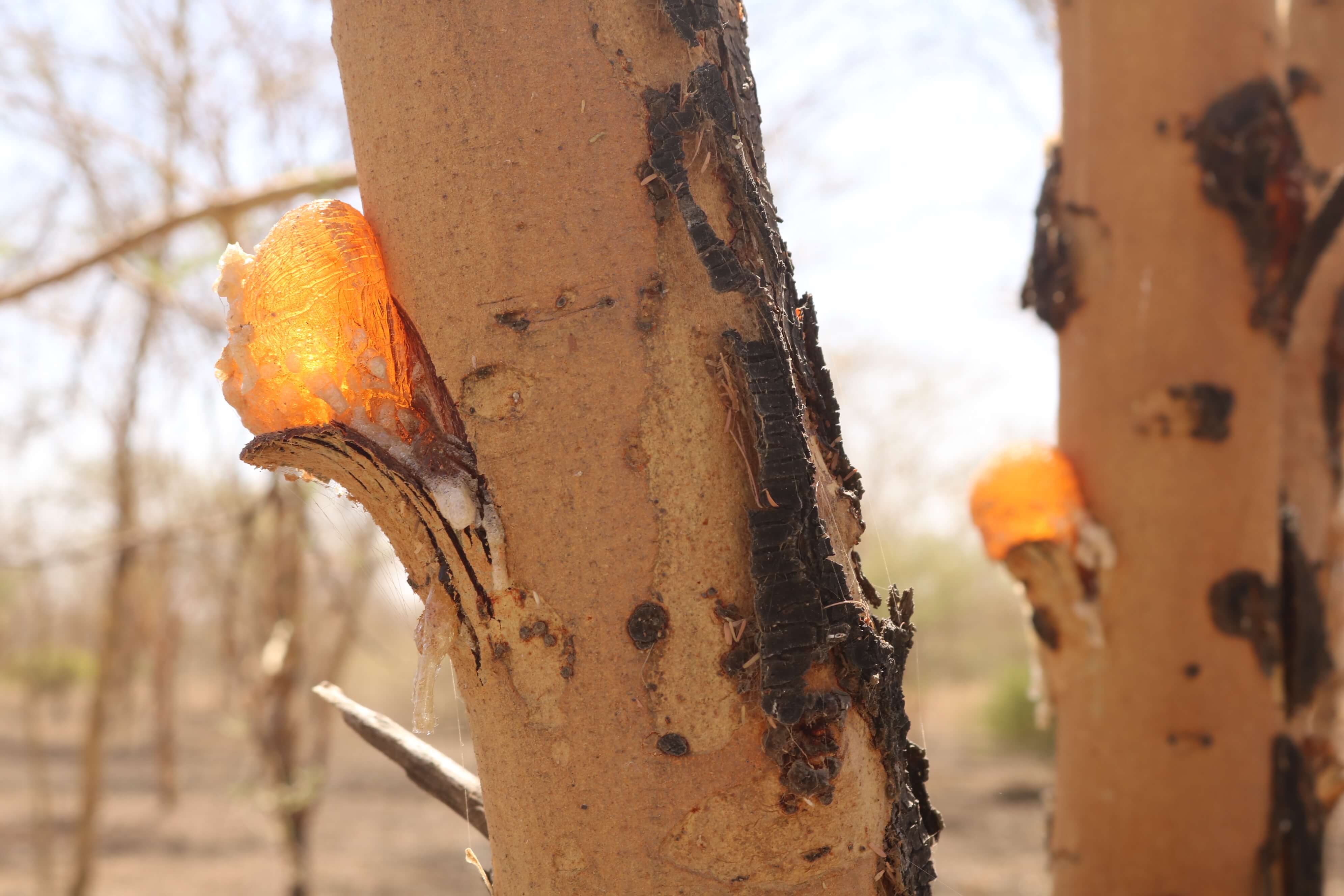 Gum Arabic details
